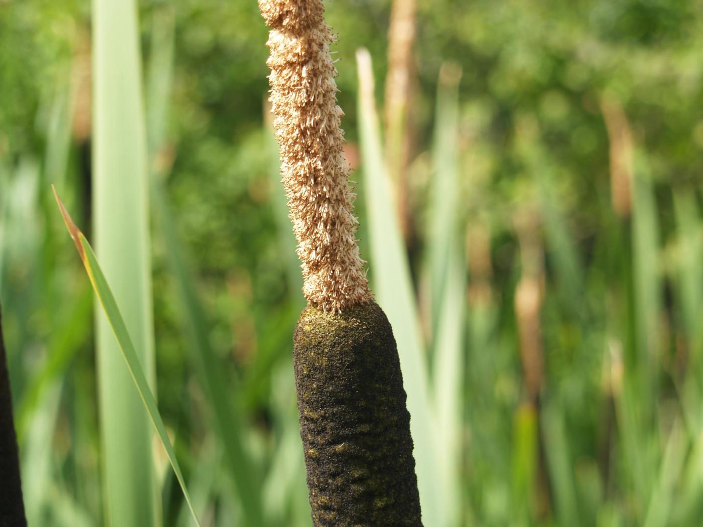 Reedmace, Greater fruit